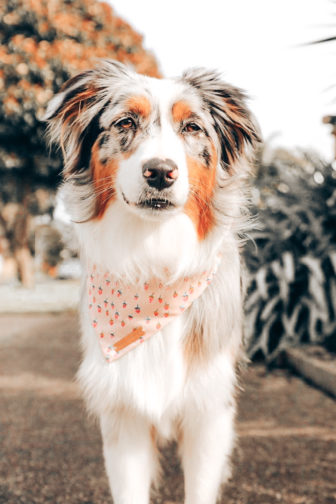 #GIRLBOSS – LILY, 15, WAFFLE AND MARLEY