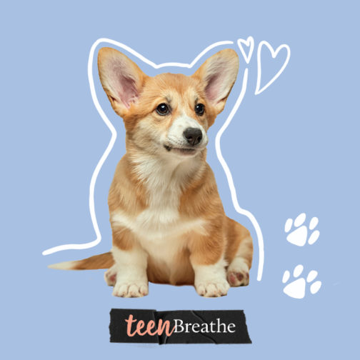 Pet rescue